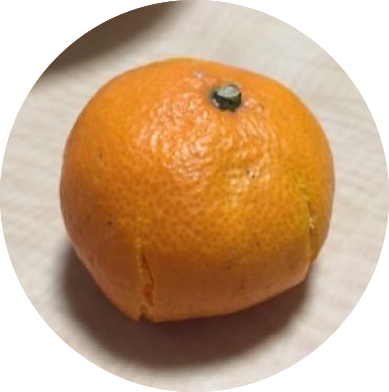 mikansensei